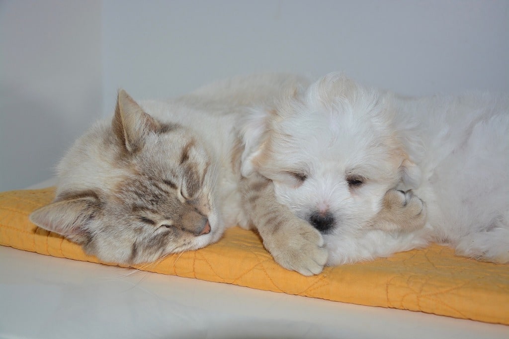 Conseils pour intégrer plusieurs animaux dans une même maison ?