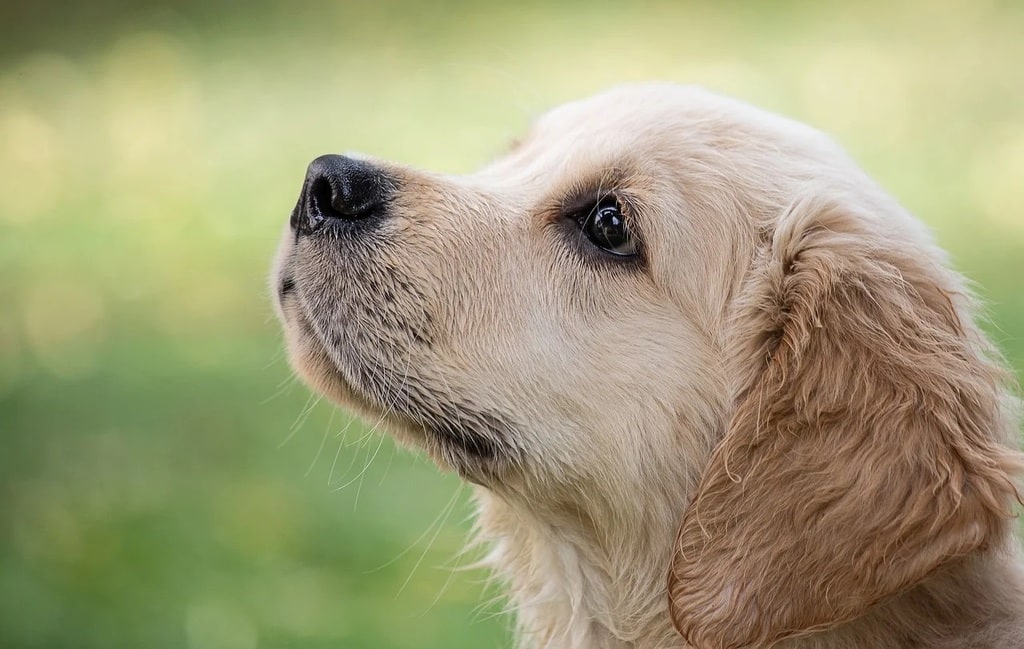 Préparer l'arrivée d'un nouveau compagnon animal à la maison