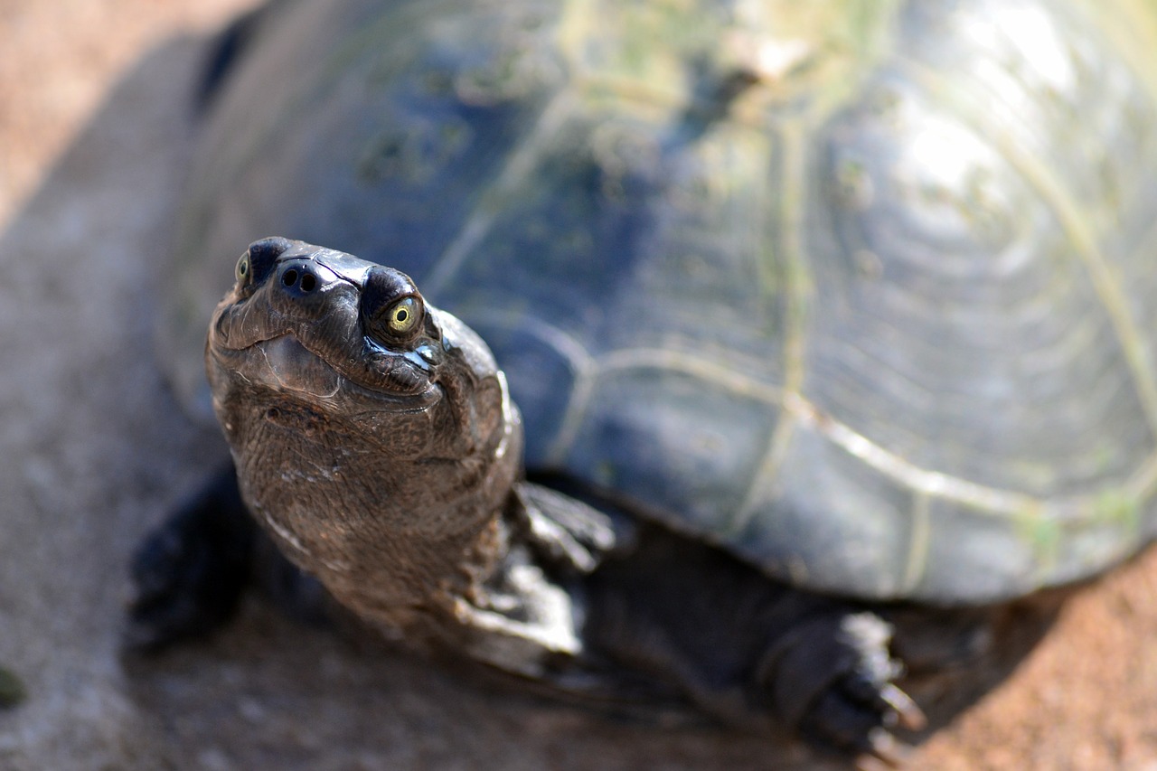 Reptiles domestiques conseils pour bien débuter