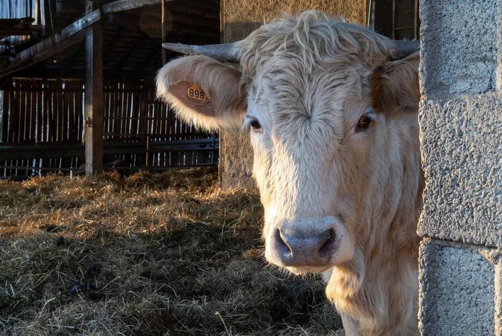 Comprendre les solutions antimycosiques pour les vaches laitières