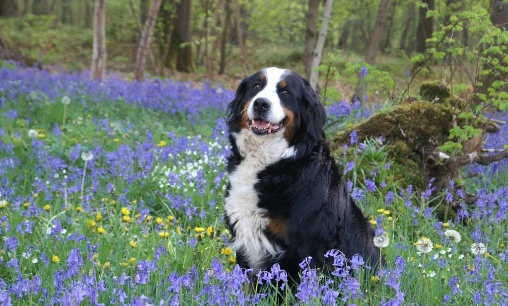 Les causes fréquentes des troubles de propreté chez les chiens