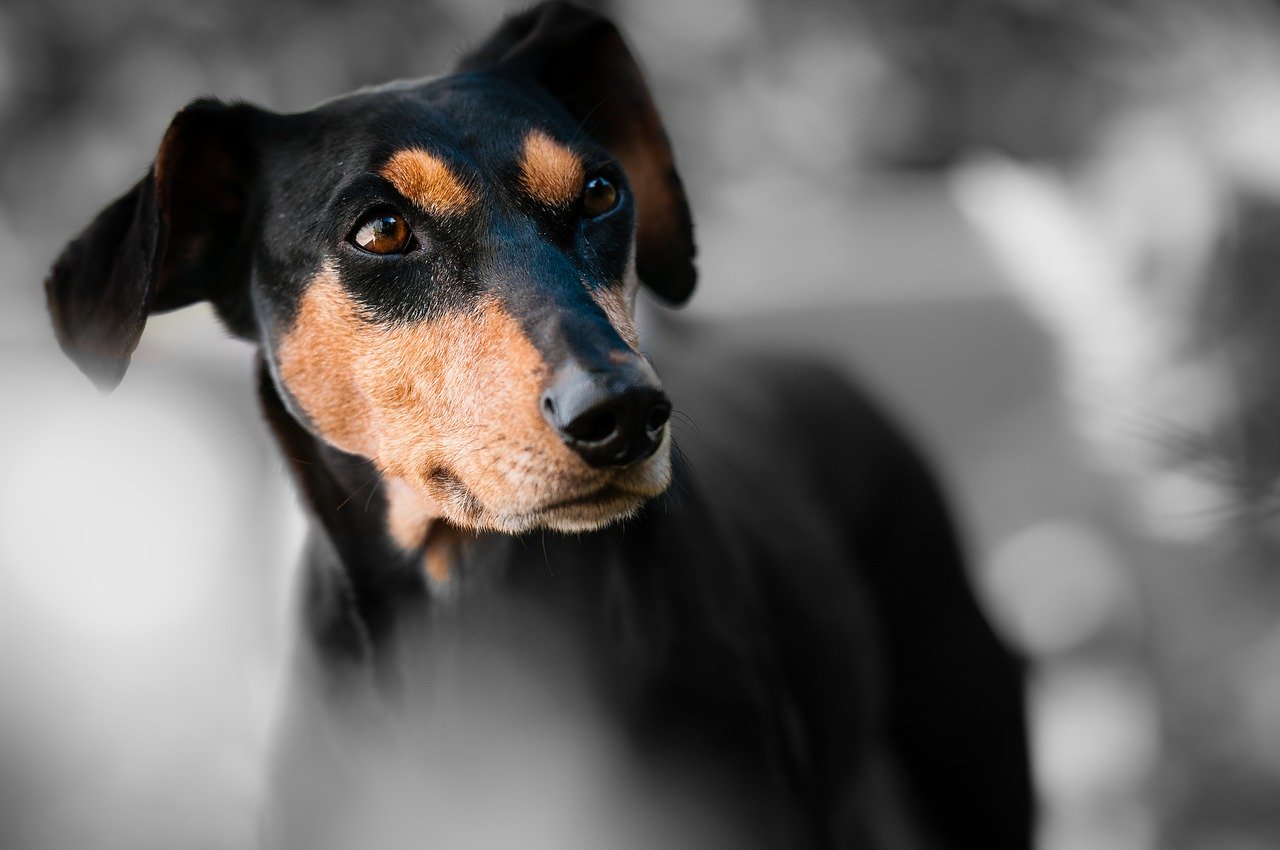 Comment accompagner les animaux sujets aux douleurs articulaires ?